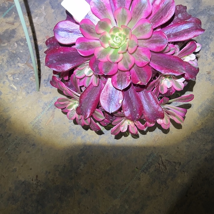 二*子多肉法师植物链接18