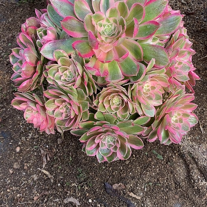 多肉植物孔雀玲928多肉