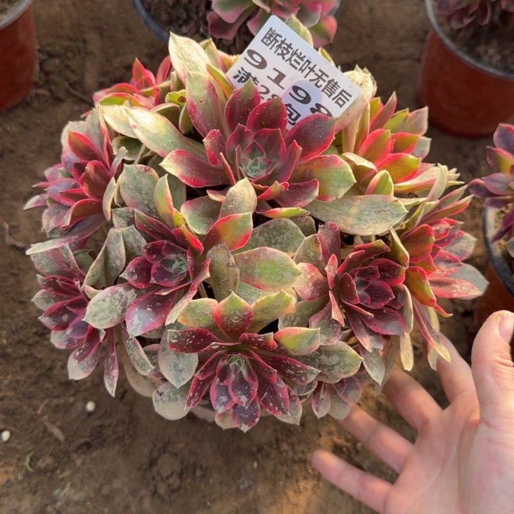 9198二号棚浣纱多肉C