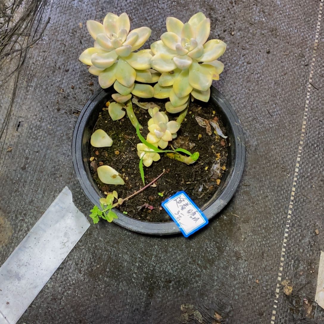 *****一物一拍一物一拍