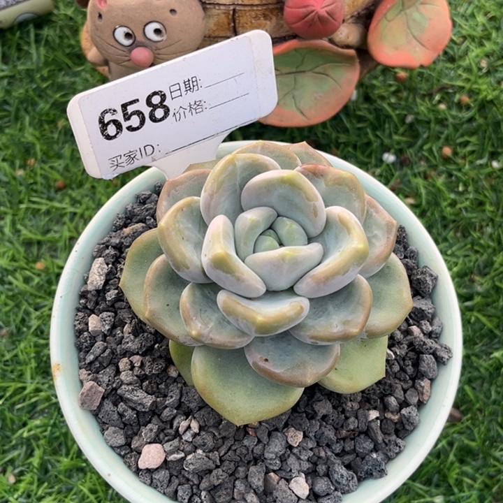 芒果冰多肉植物658