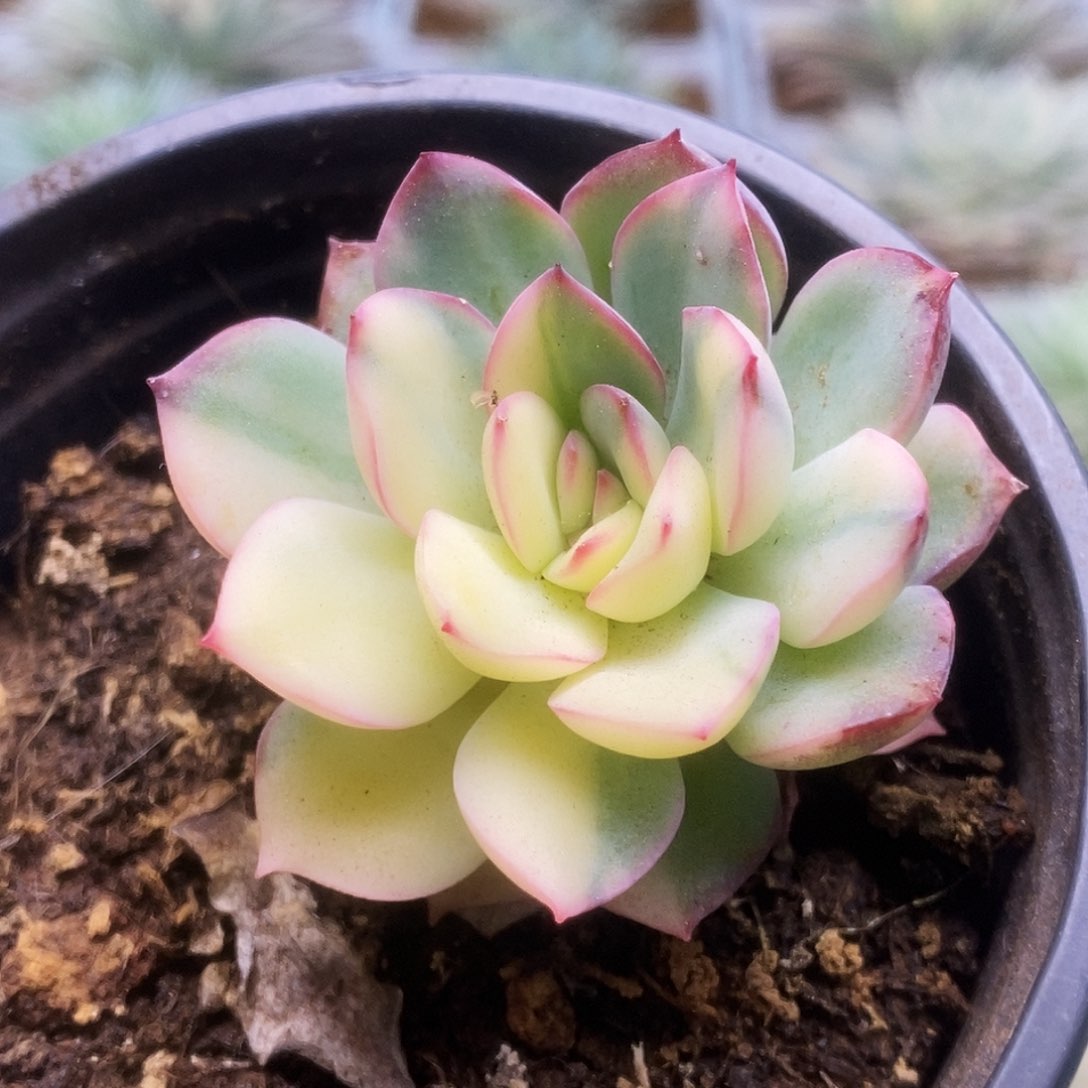 033雨燕座锦锦锦锦锦锦锦