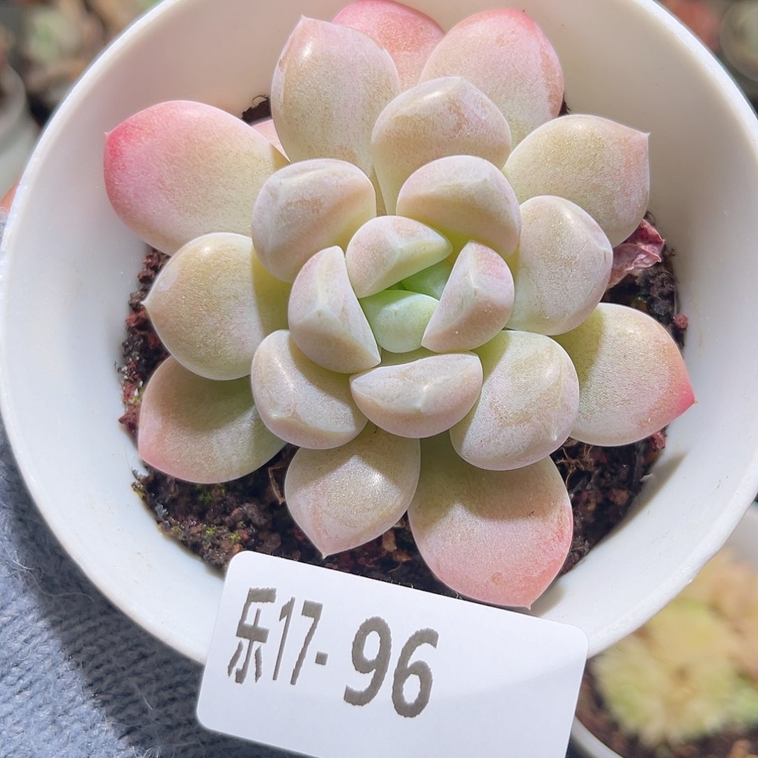 木乐17-96奶糖单头