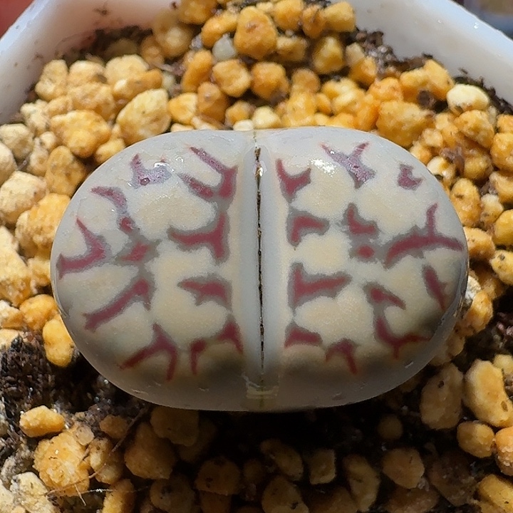 生石花122222。  282