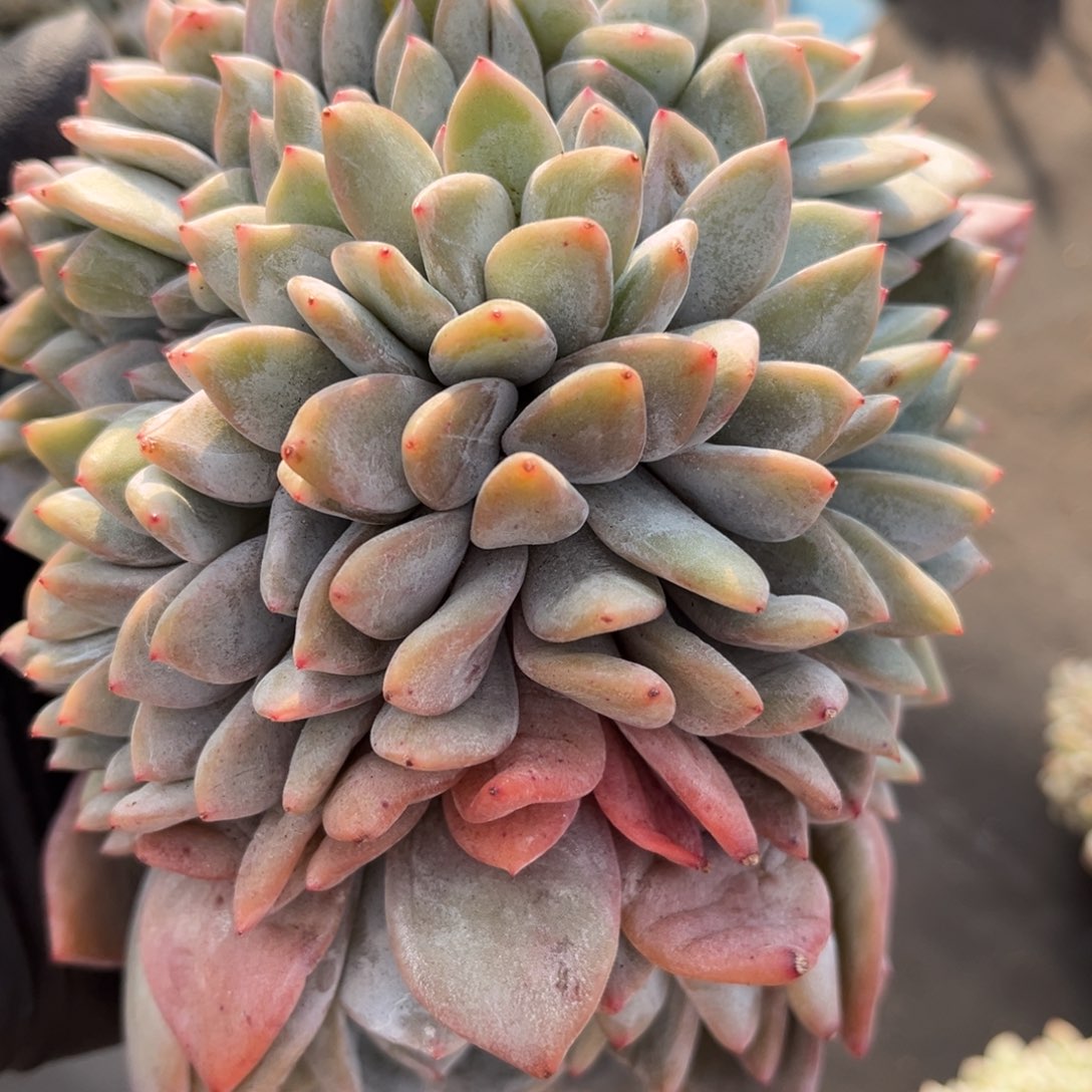 全***912332548866999999