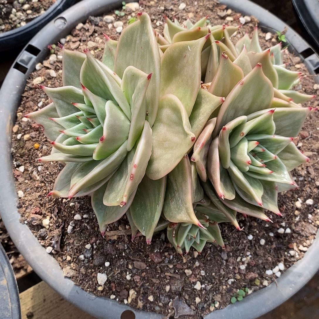 多肉植物星星景群