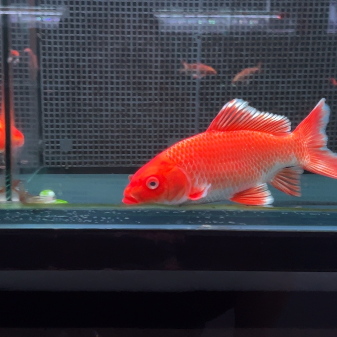 海水鱼L*F蝴蝶鲤1