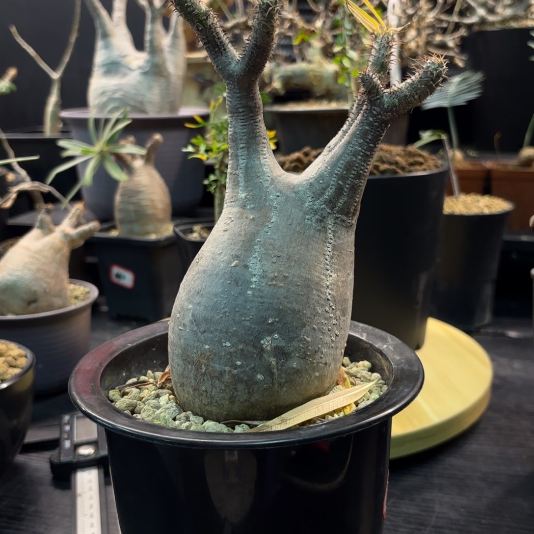 木象牙宫带盆发货