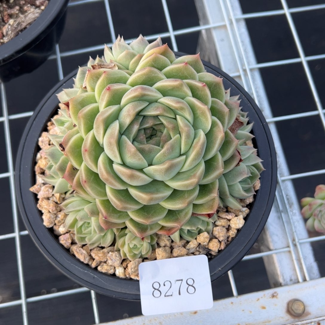 ?*见8278多肉多多多多d