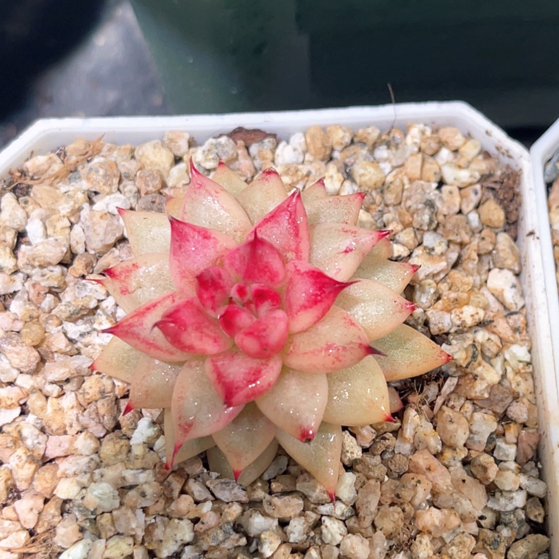 多肉特价优选幽鬼锦