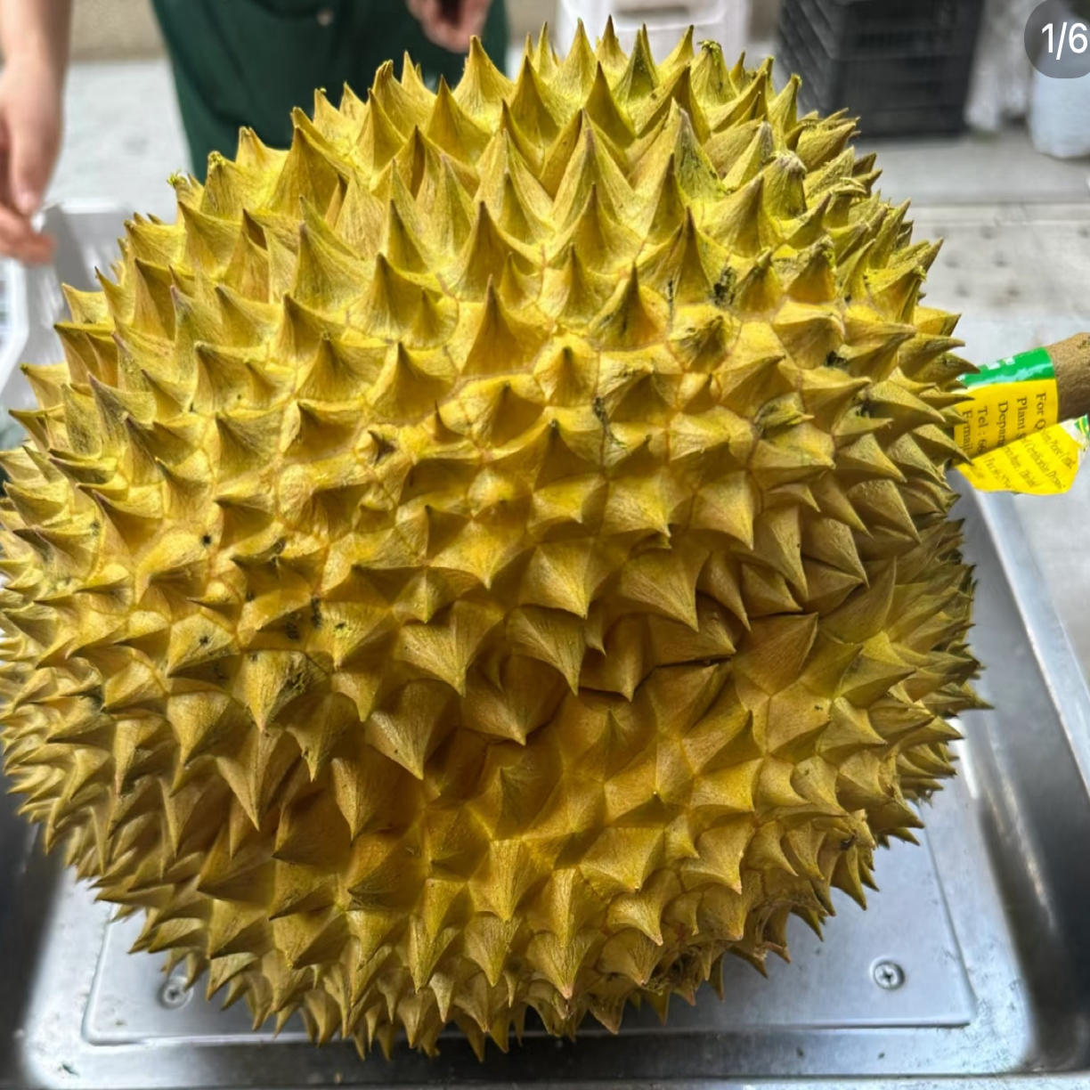 新鲜饱满香甜软糯核小现开榴莲肉2斤金枕越南