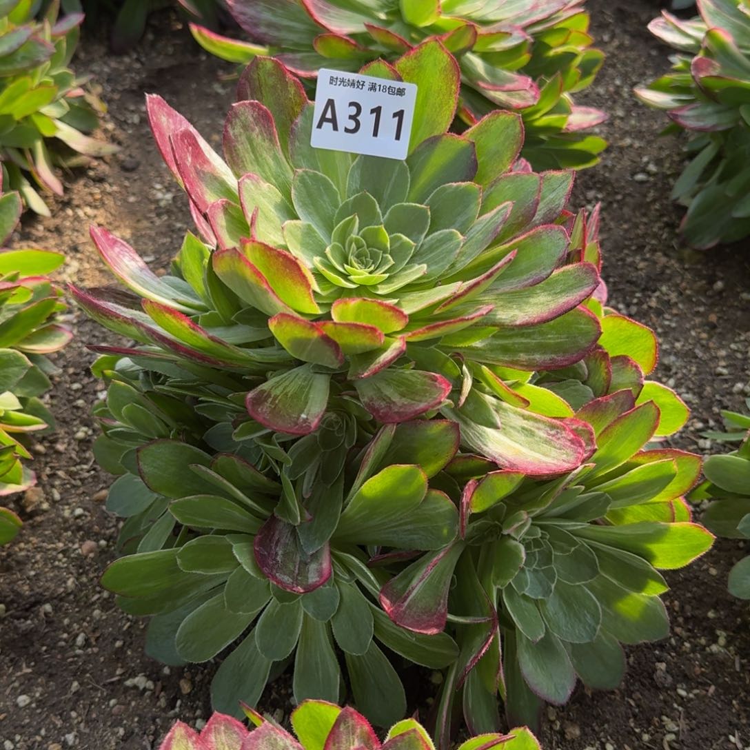 311万花筒多肉植物