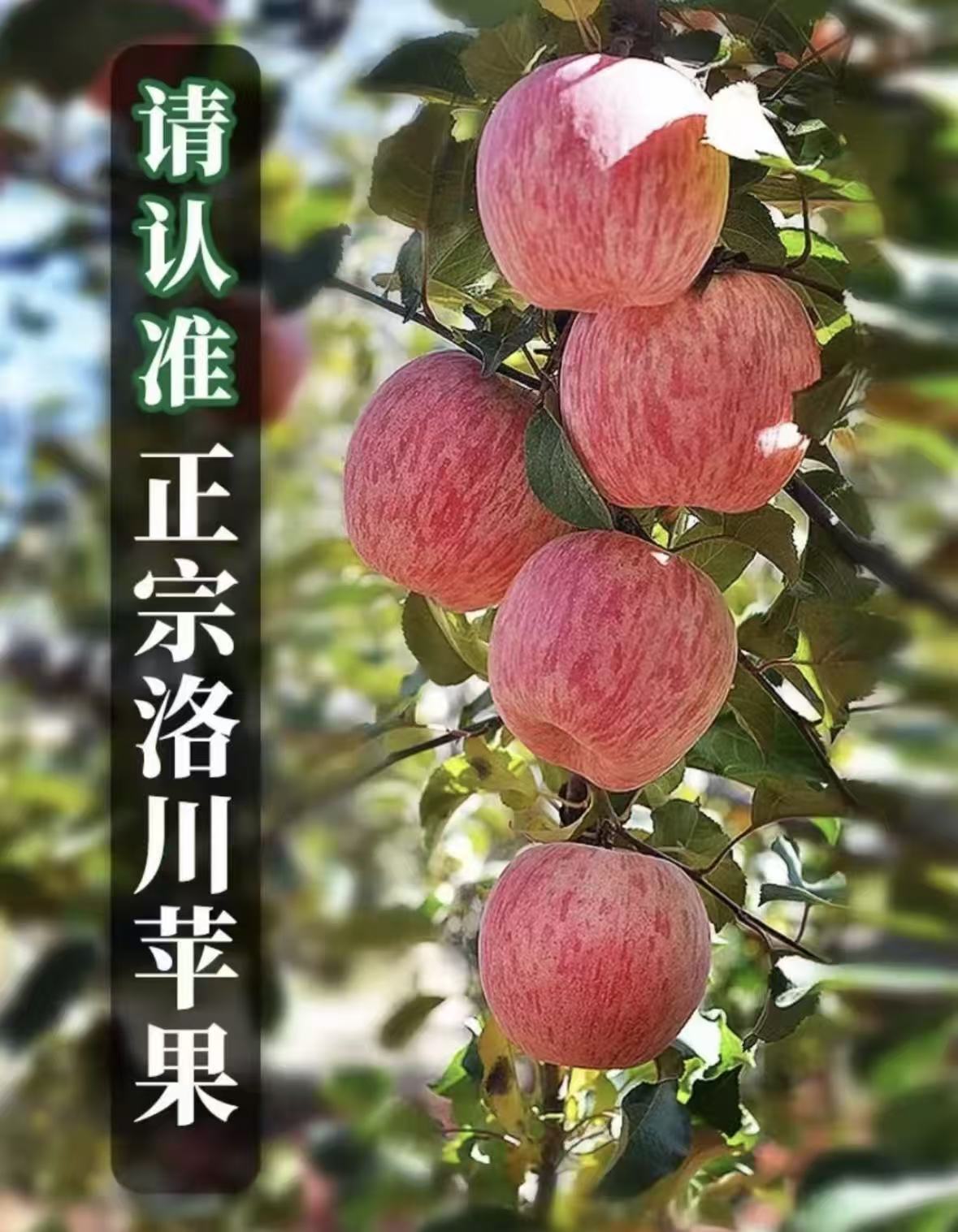 正宗陕西洛川红富士苹果新鲜脆甜多汁当季水果产地直发