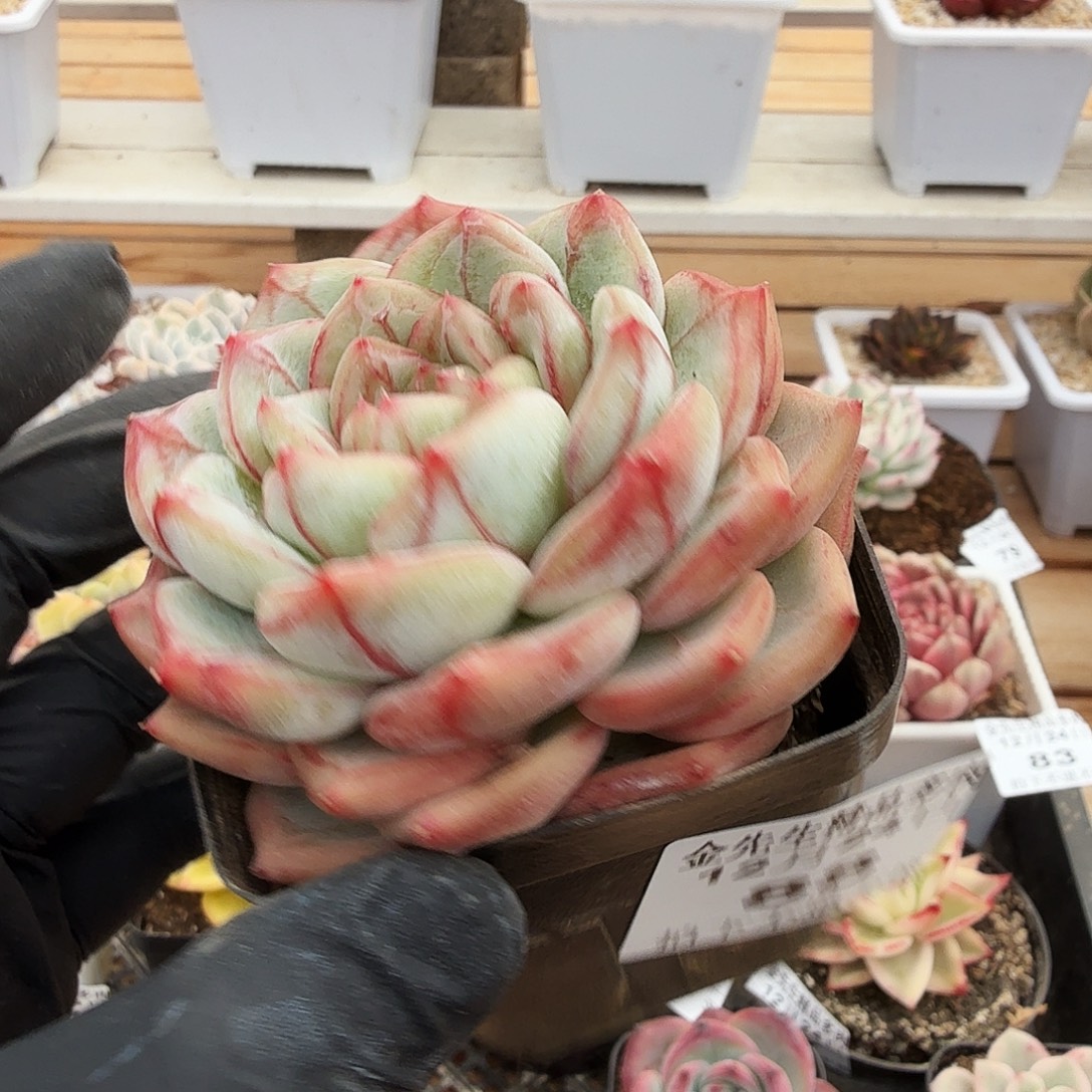 1224-88长相思单头