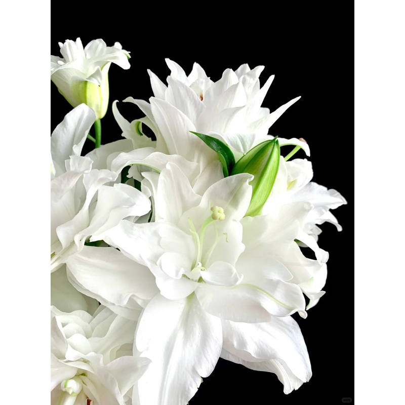 【霞多丽】重瓣香水百合 云南鲜切花 斗南鲜花卉家用鲜切百合花 M