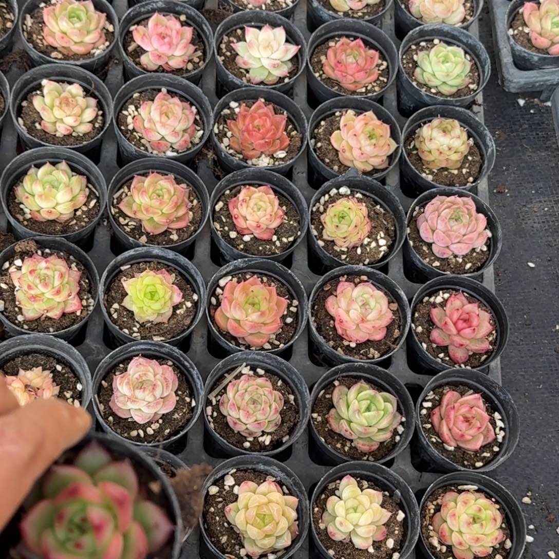 31-35麦秆五颗量拍标箱对着