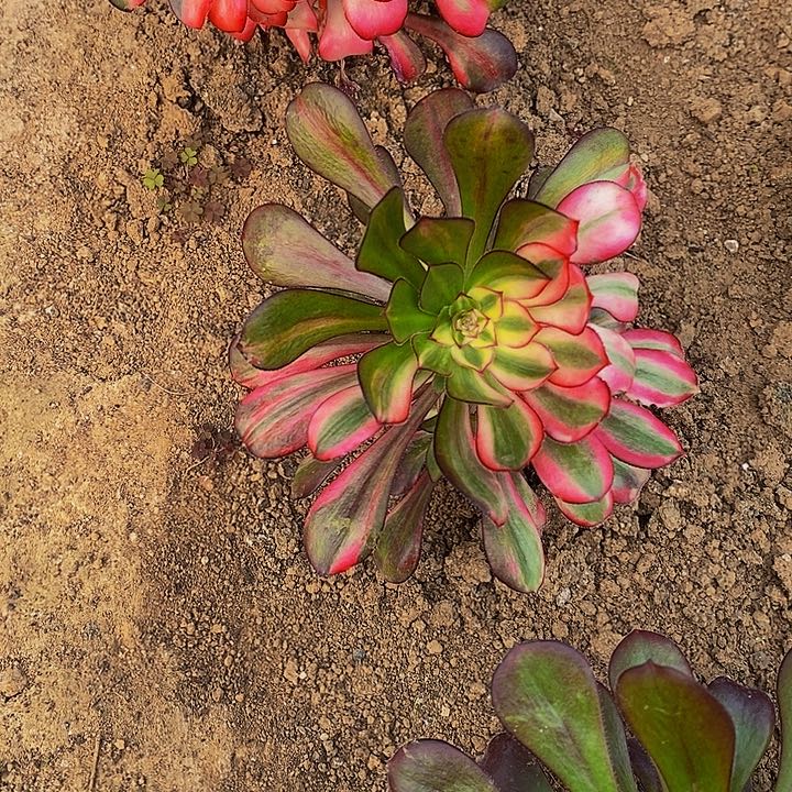 花蝴蝶法师一圈侧芽