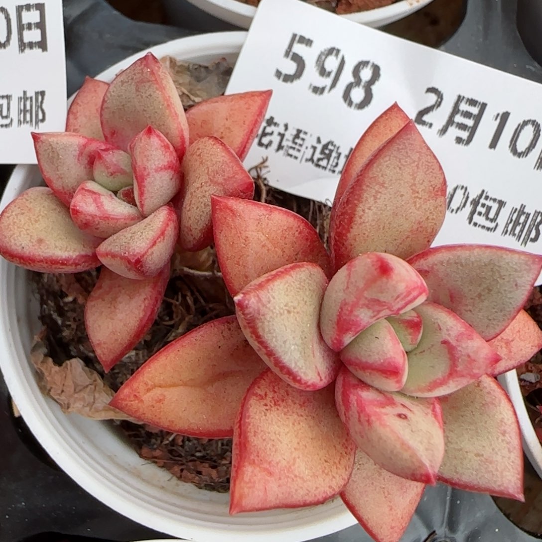 花语逸境0210-598