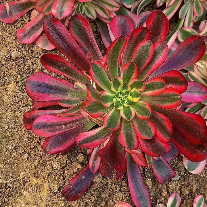 美杜莎法师手捧花111