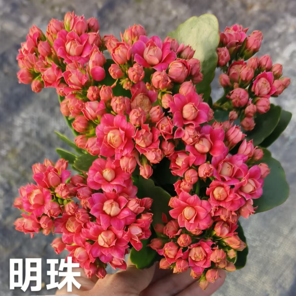 明珠开花版 130盆 北京昊景