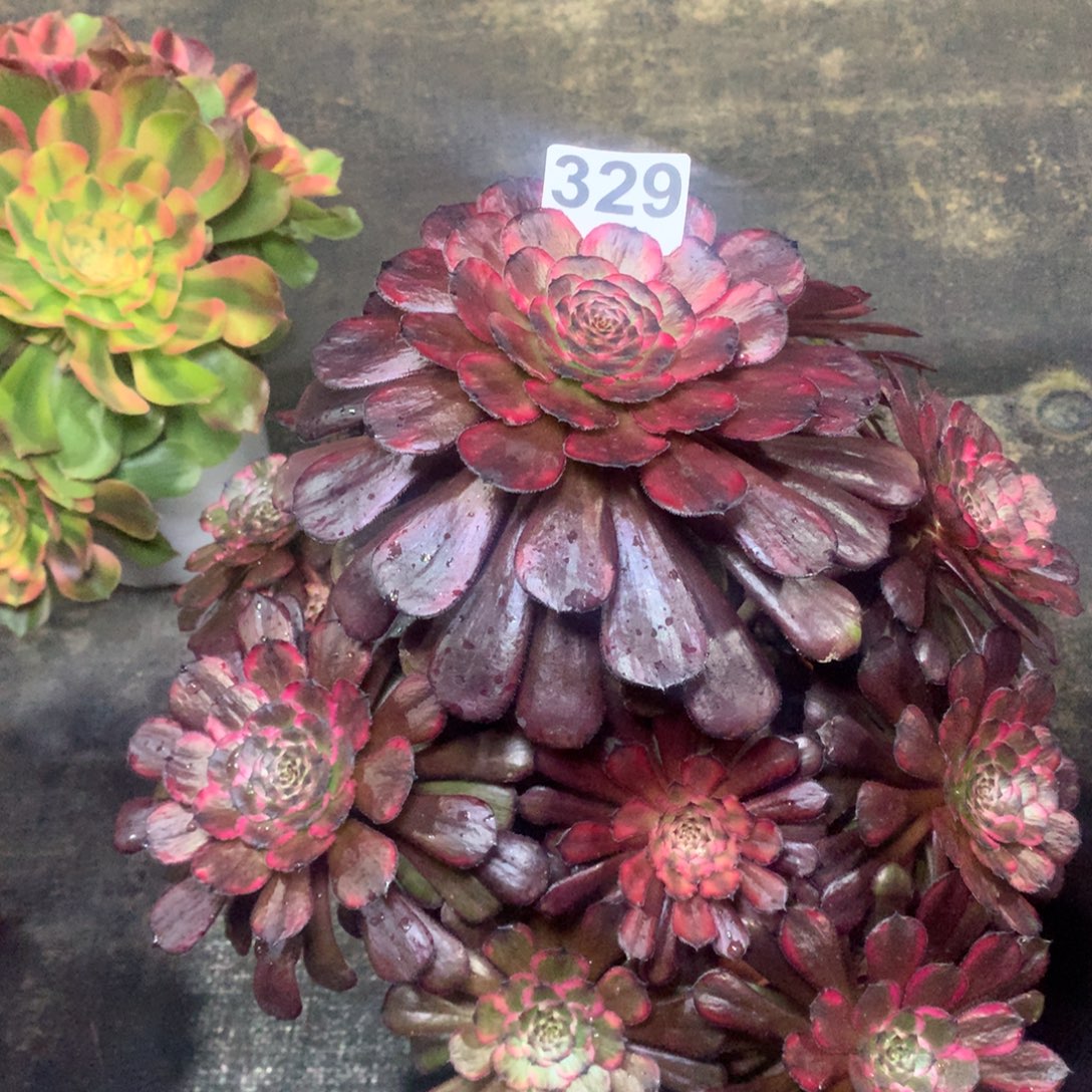 ღ****不知道叫啥329法师多肉植物33.3300000