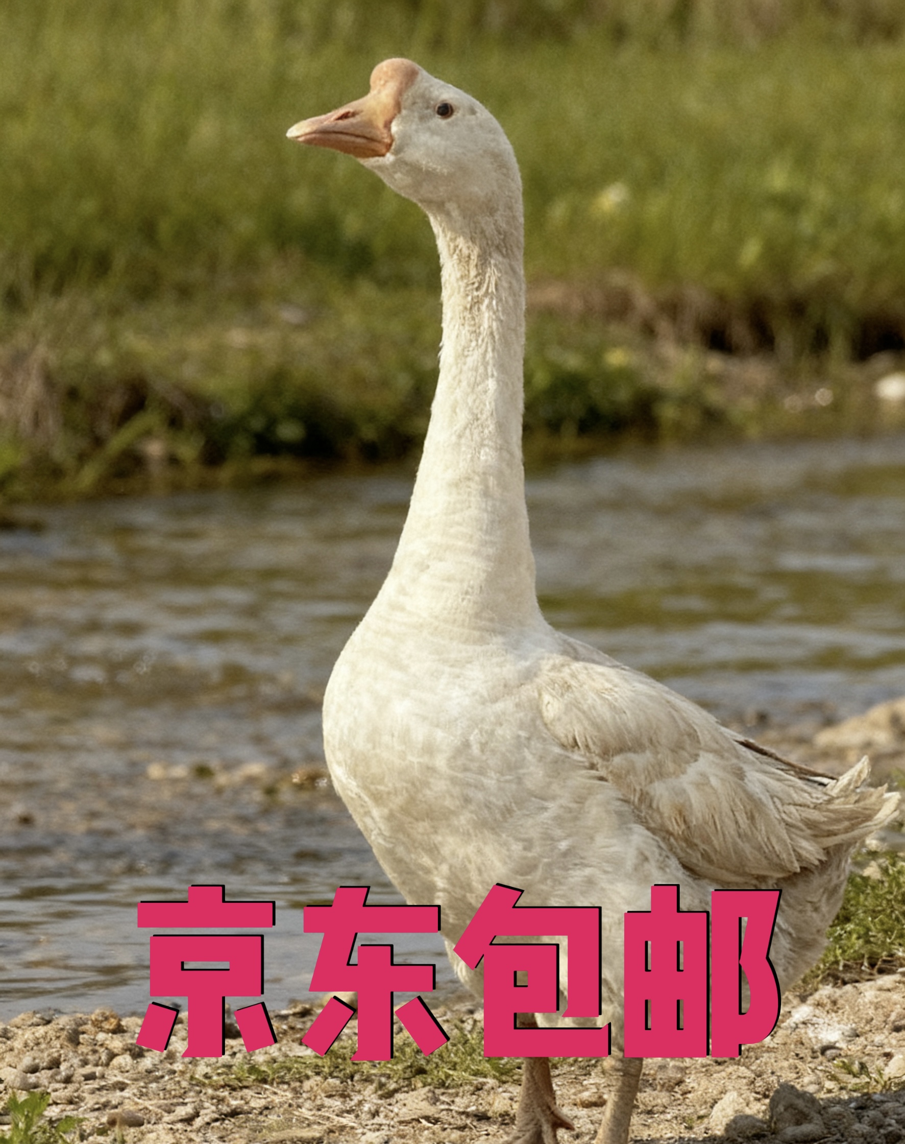 山东散养农家1—2年大鹅新鲜现杀带心肝胗京东运输