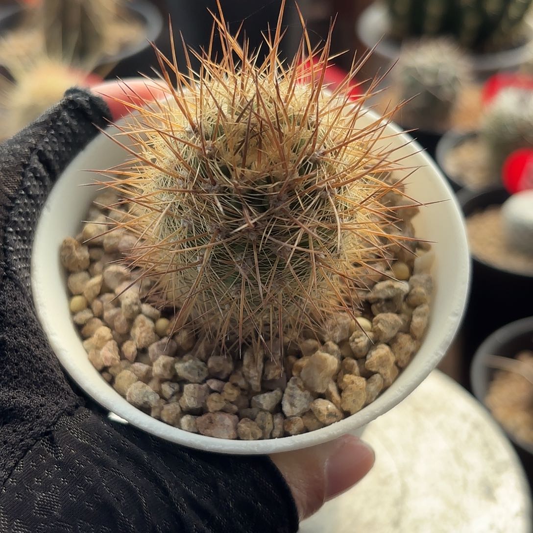 仙人球实生仙人球逆龙