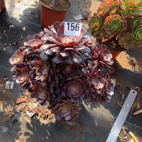 黑暗萝莉多肉植物法师不包损