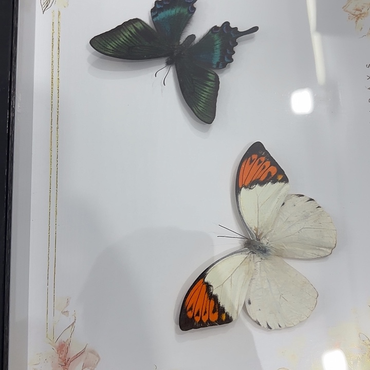 毛***球蝴蝶标本定制057号