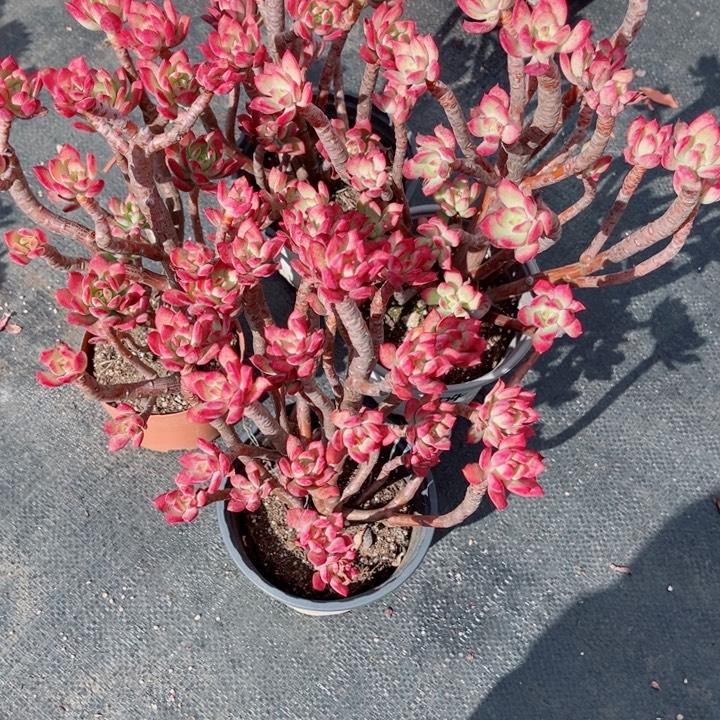 麻***神00000000000004红