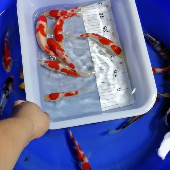 海水锦鲤鱼锦鲤鱼锦鲤