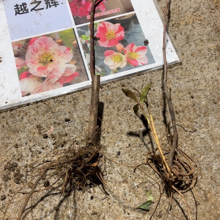 越之辉海棠花一颗苗