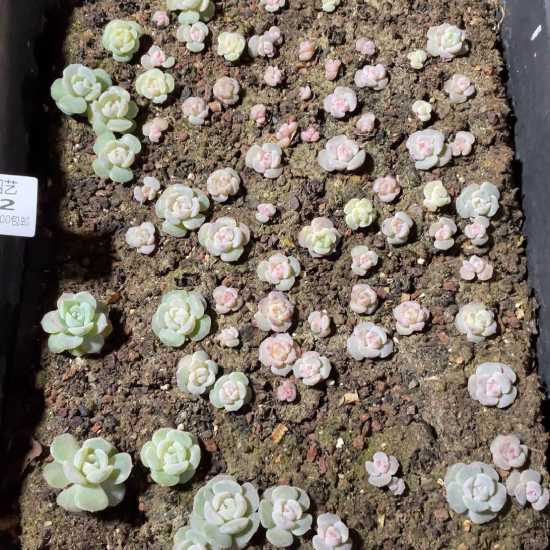 他***～风花雪月混一物一拍242..