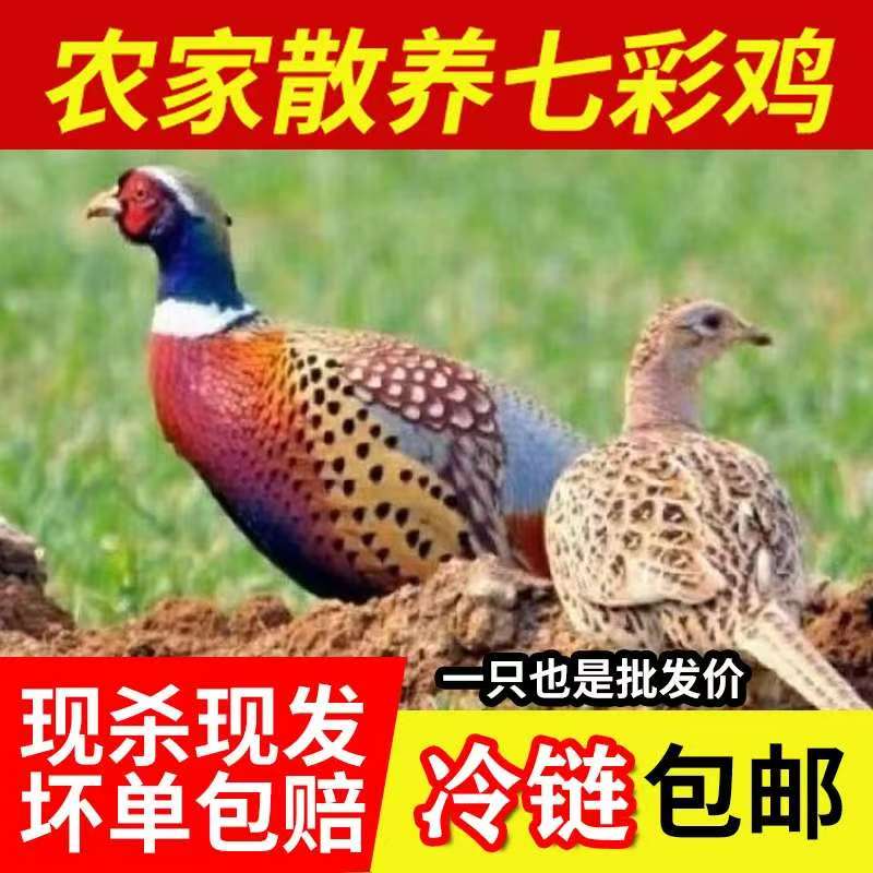 【顺丰冷链包邮】农家新鲜山鸡七彩山鸡肉母鸡半野生鸡成年山鸡生态