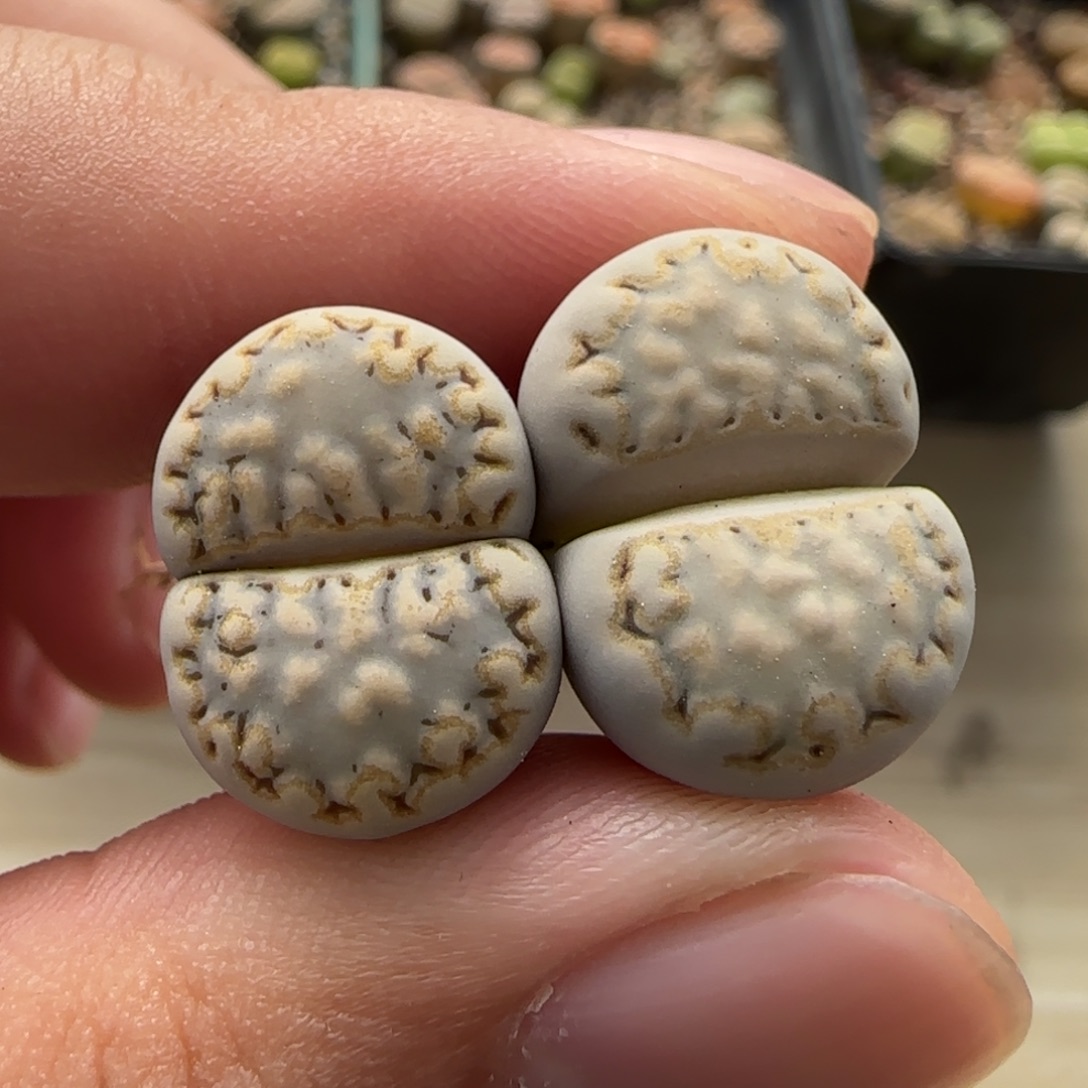 12.3。爱萌多肉清货。216饼干。2001