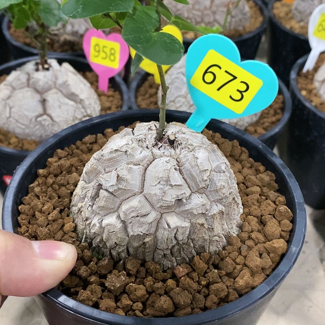 南非龟甲龙龟甲龙