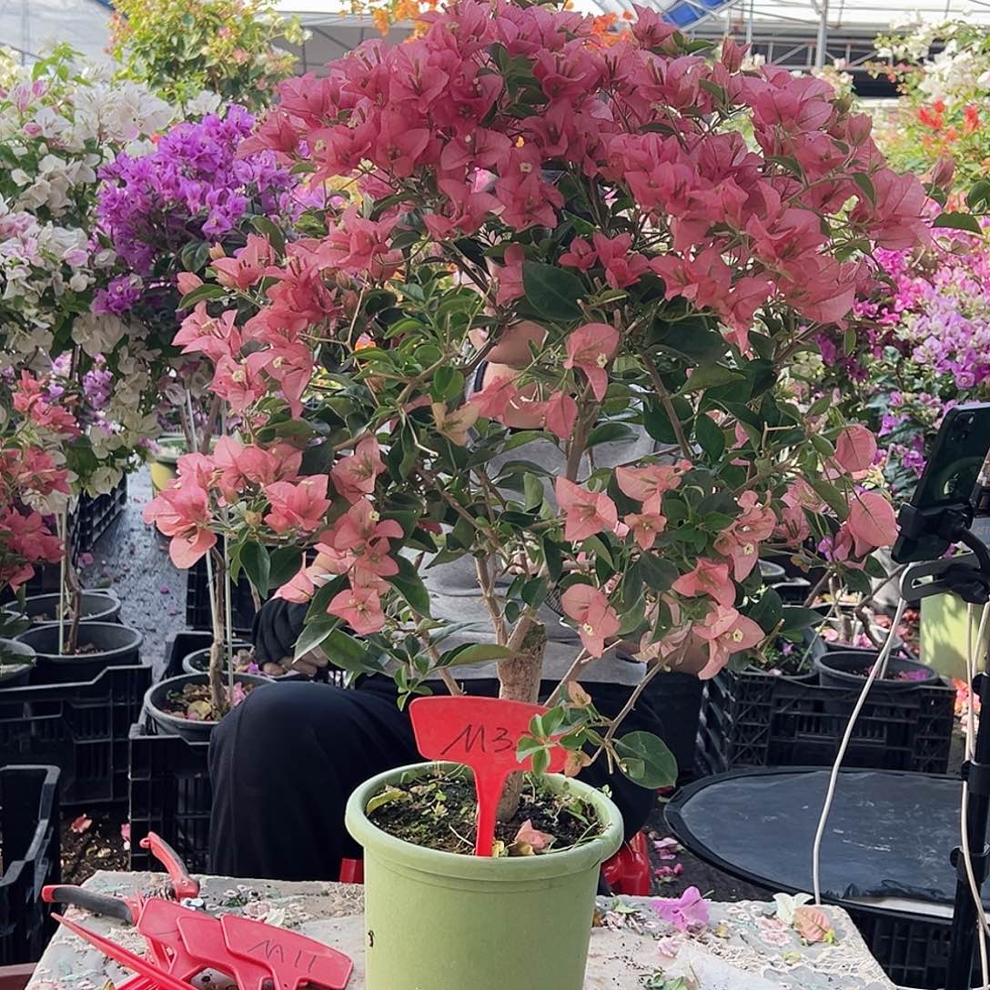 夏***。大部分花苞少量开放M32