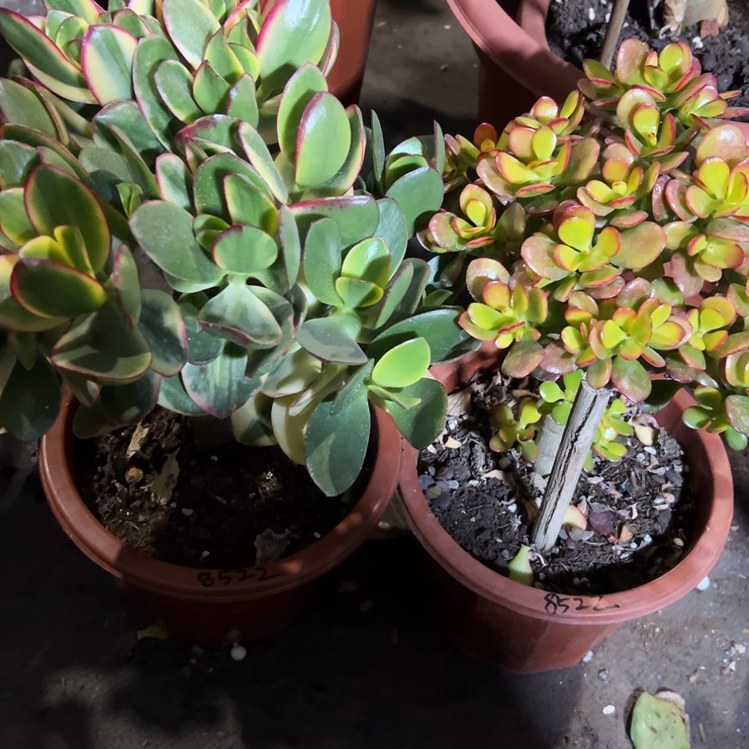 品***W稀有落日➕糖果锦带盆发货8522