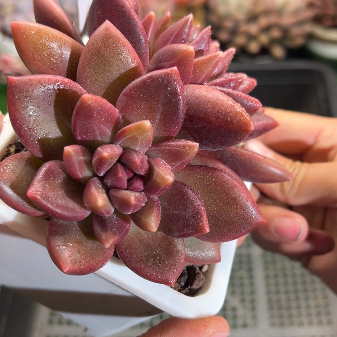 表妹精品多肉植物304.