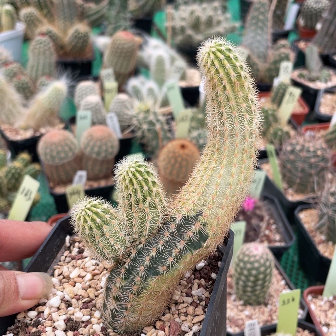 鹿角柱实生仙人球丽光杂交