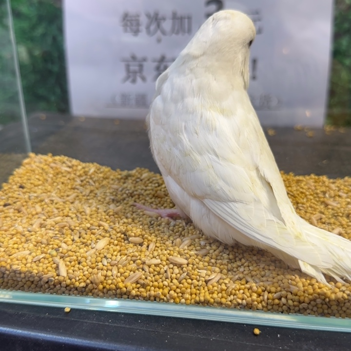 虎皮鹦鹉大头虎皮鹦鹉