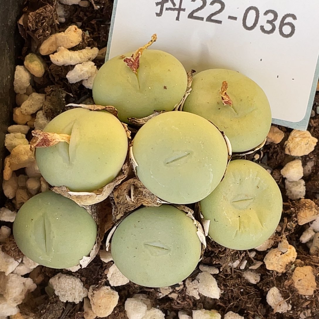 22-36白花扁平大g肉猪