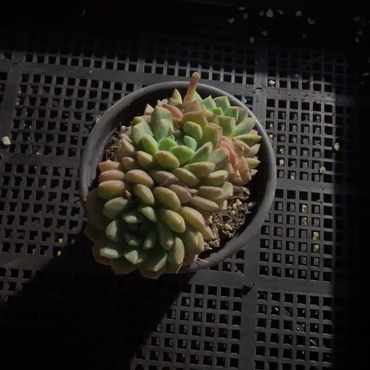 40号筐里的多肉处理不售后