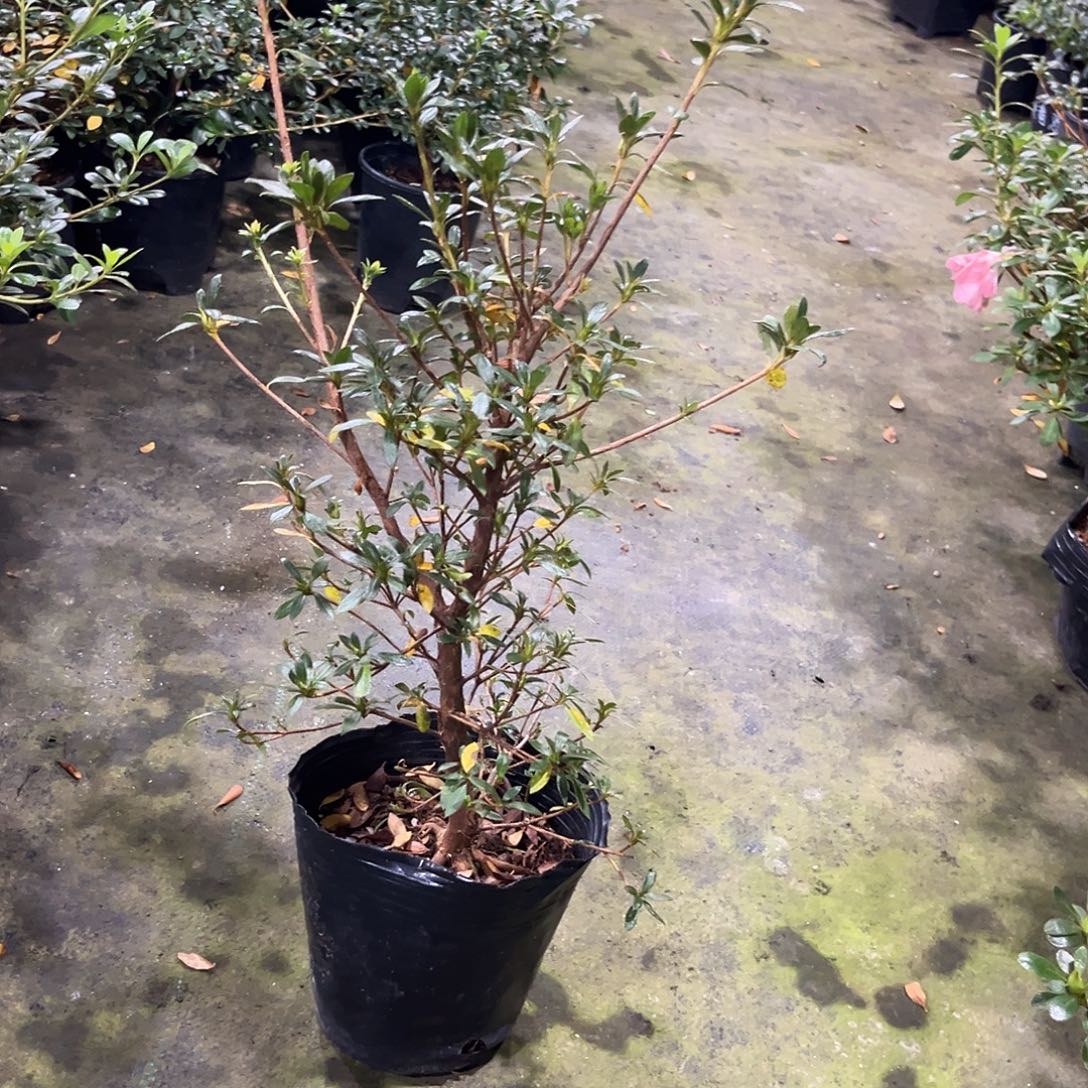 金***葉完全开放杜之铃杜鹃