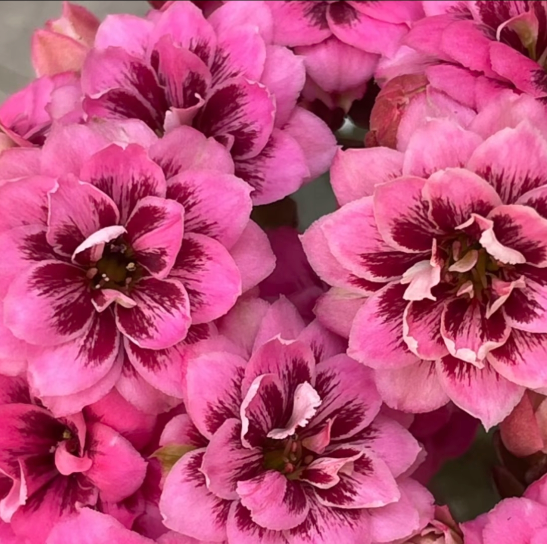 《艾默生》110盆长寿花