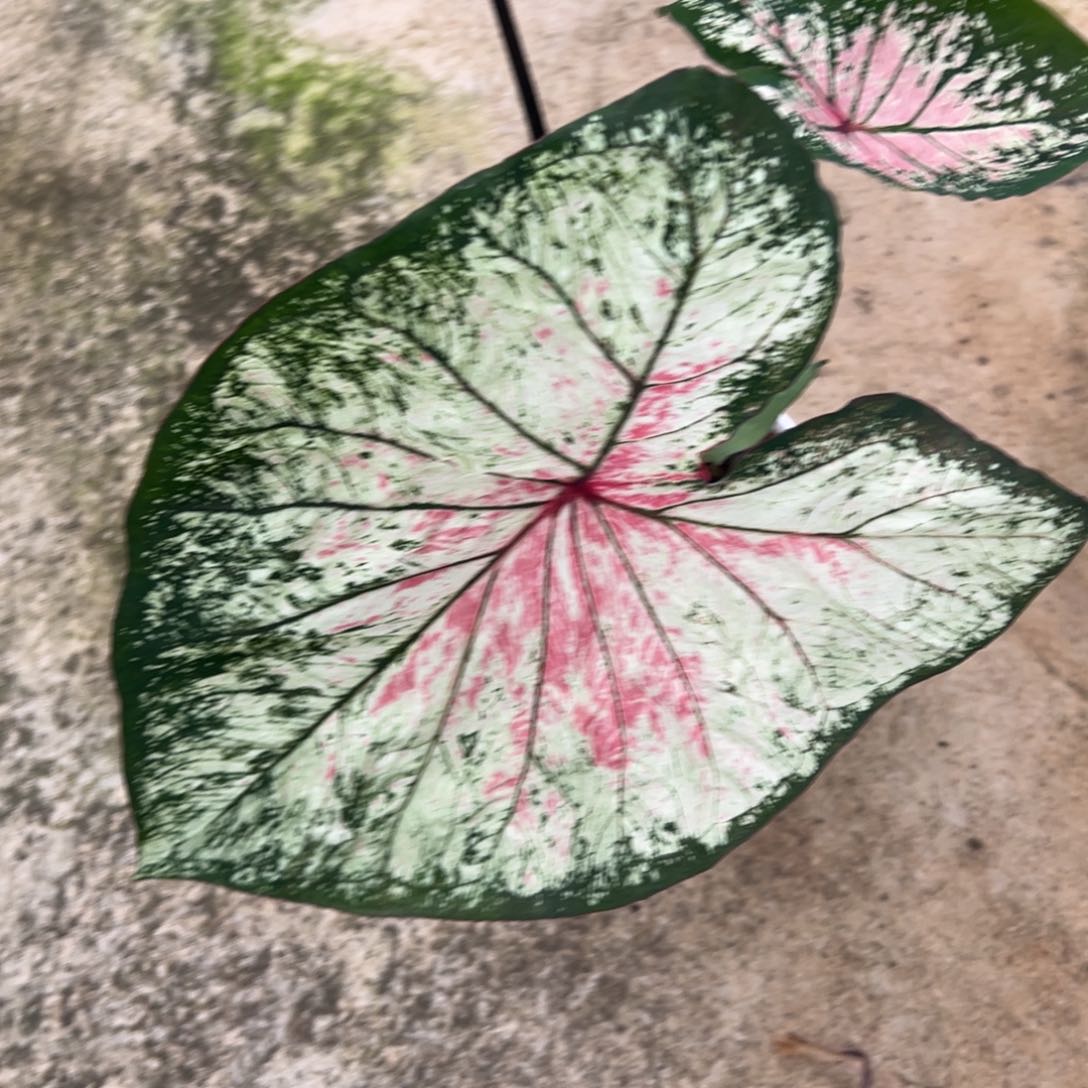 完全开放L**o12莫妮卡不包叶损不包球