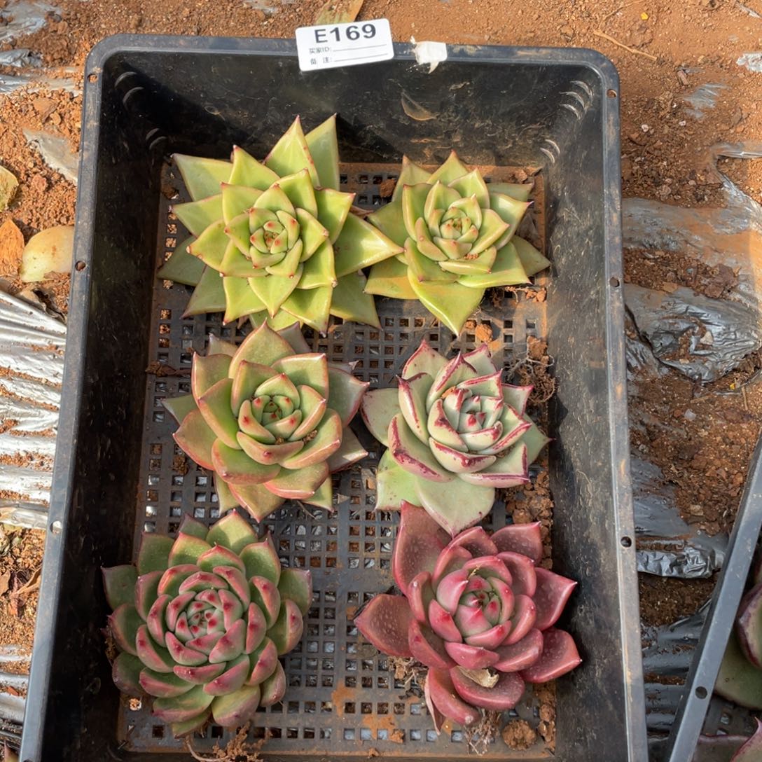 无花朵若如东云组拍E169