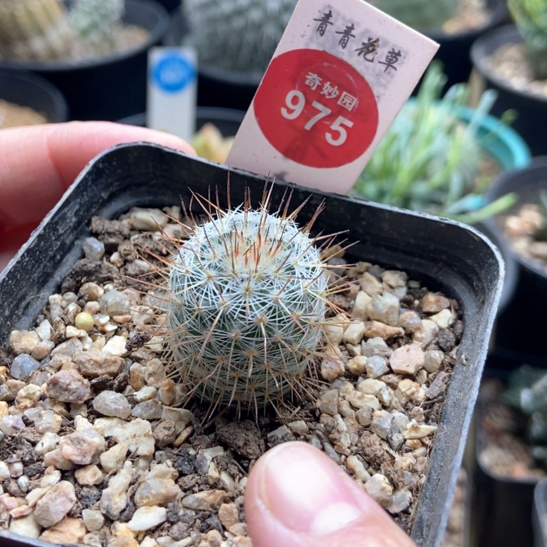 实生欧输入长刺梦黄金2.3cm