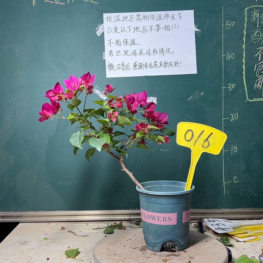 完全开放玫瑰红 016