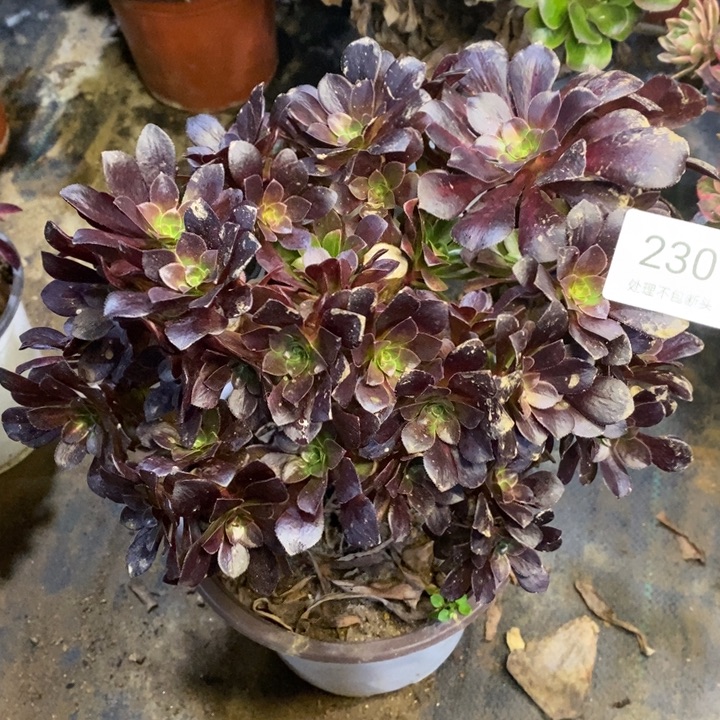 花娜锦多肉断头不包2301